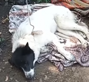 В Смоленске спасли от верной гибели собаку (видео)